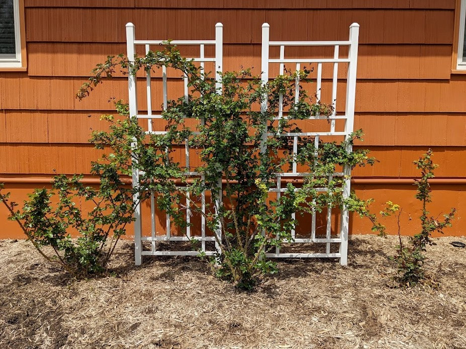 4th of July climbing rose “before pruning.” Photo by Laura Dickinson, Kansas City Rose Society. 1a