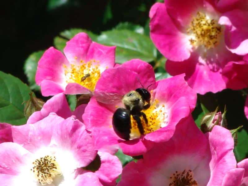 Roses in the Pollinator Garden - featuring the American Pillar rose.