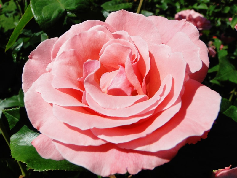 Close up of Queen Elizabeth, a bright pink Grandiflora rose.