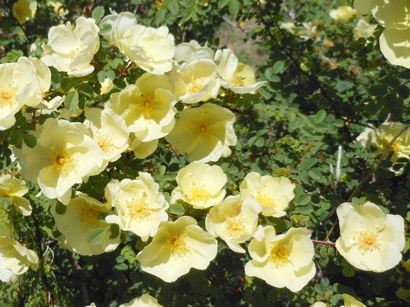 Rosa hugonis is one of the earliest blooming of nearly of all the roses. It is a soft shade of yellow, subtly perfumed it produces single flowers that cluster together covering a large portion of the plant.