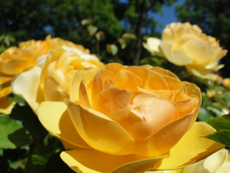 Close-up of a single Side view close-up of Graham Thomas, a bright yellow shrub-Austin Rose