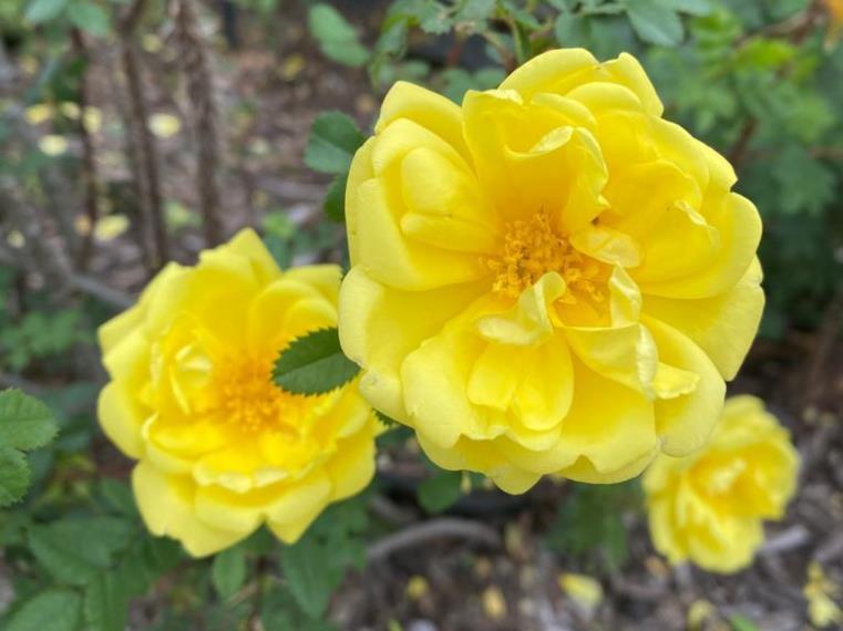Harison's Yellow  Rose - Also known as the Oregon Trail Rose or the Yellow Rose of Texas.
