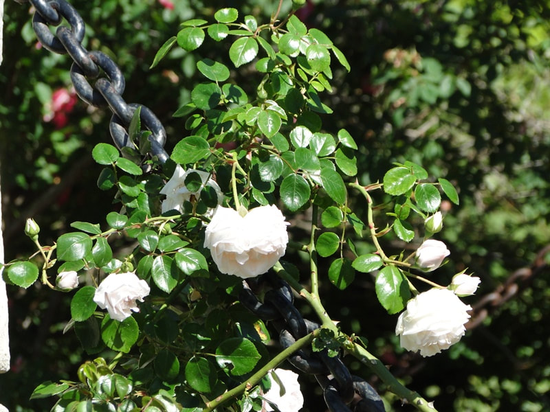 Photo a cluster of of New Dawn, a white Climbing Rose growing up a heavy chain in the Rose Garden.
